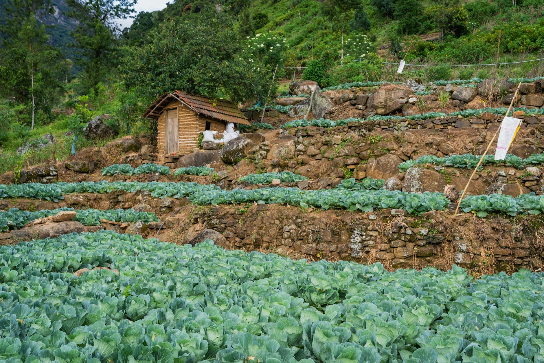Tarasowe pola kapusty na zboczu w górskim krajobrazie Sri Lanki