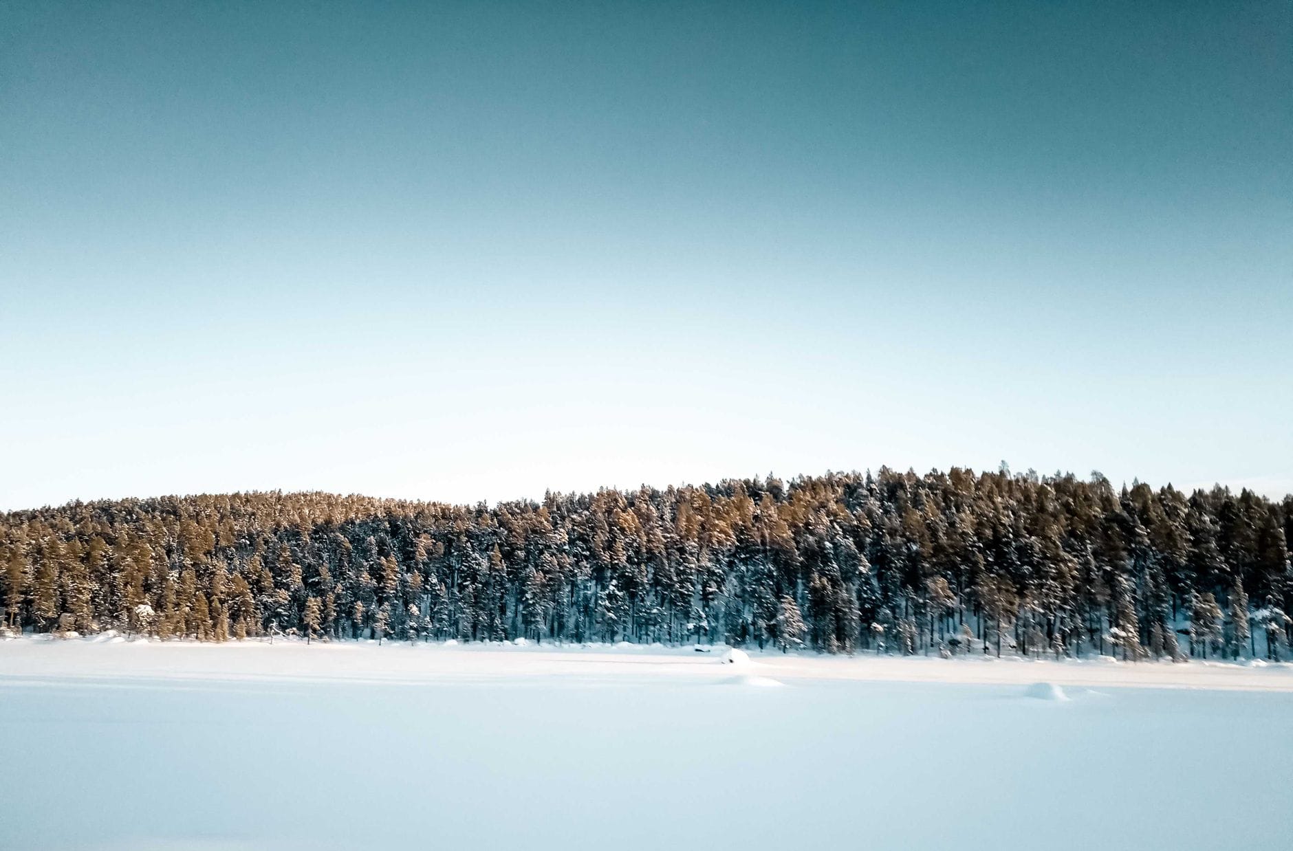 Zaśnieżony las w Inari w Finlandii w słoneczny zimowy dzień